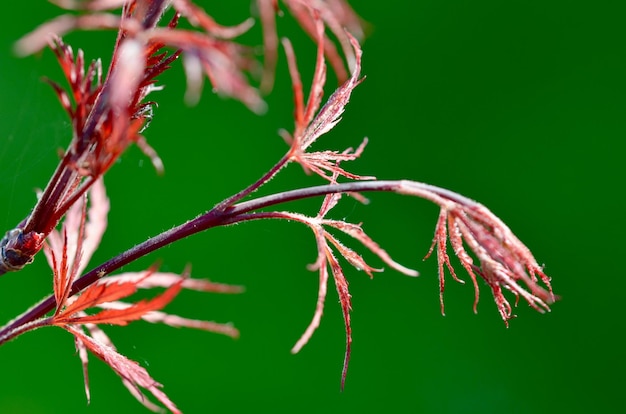 Photo vue rapprochée d'une plante à fleurs rouges