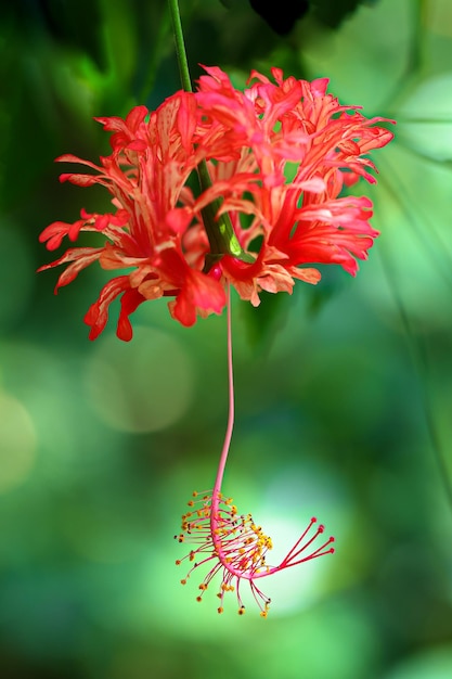 Photo vue rapprochée d'une plante à fleurs rouges