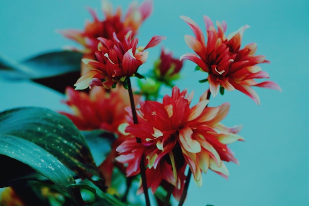 Photo vue rapprochée d'une plante à fleurs rouges