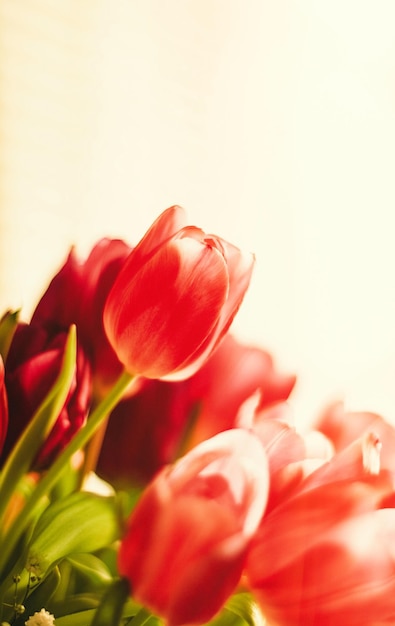 Photo vue rapprochée d'une plante à fleurs rouges