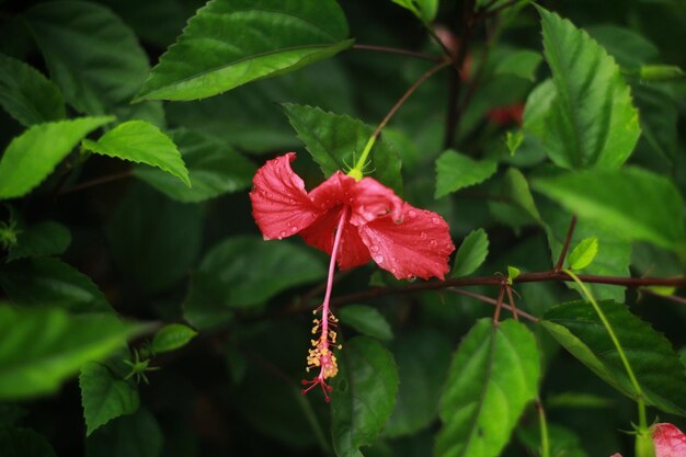 Vue rapprochée d'une plante à fleurs rouges