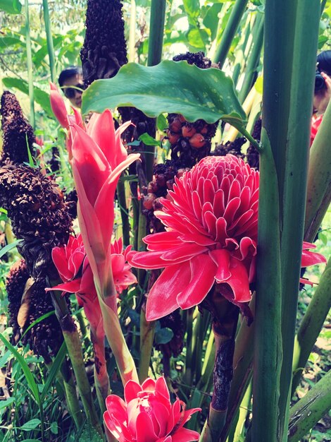 Photo vue rapprochée d'une plante à fleurs rouges