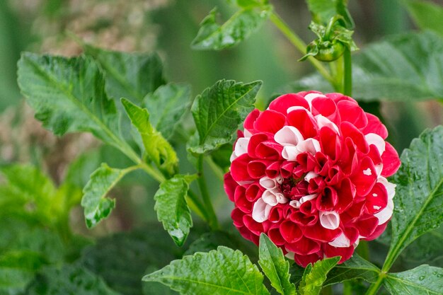 Photo vue rapprochée d'une plante à fleurs rouges