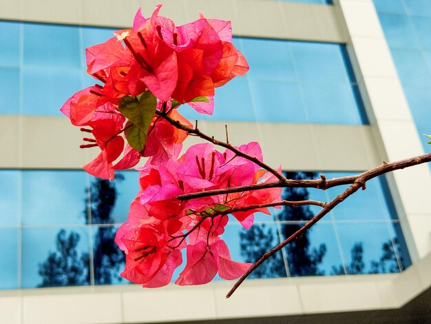 Photo vue rapprochée d'une plante à fleurs rouges