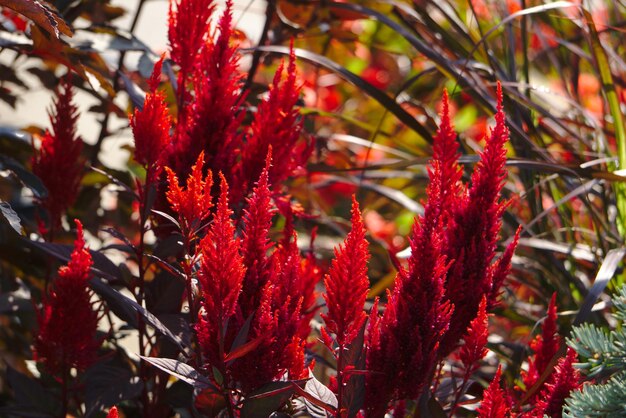 Photo vue rapprochée d'une plante à fleurs rouges