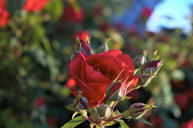 Photo vue rapprochée d'une plante à fleurs rouges