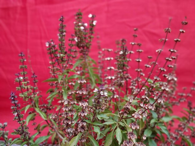 Photo vue rapprochée d'une plante à fleurs rouges