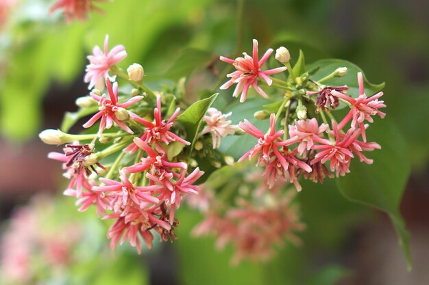 Vue rapprochée d'une plante à fleurs rouges