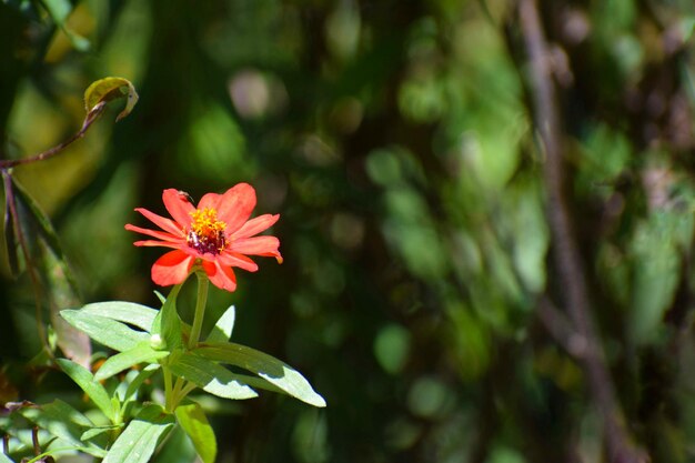 Vue rapprochée d'une plante à fleurs rouges