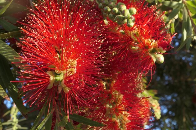 Photo vue rapprochée d'une plante à fleurs rouges