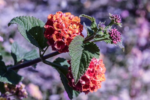 Photo vue rapprochée d'une plante à fleurs rouges