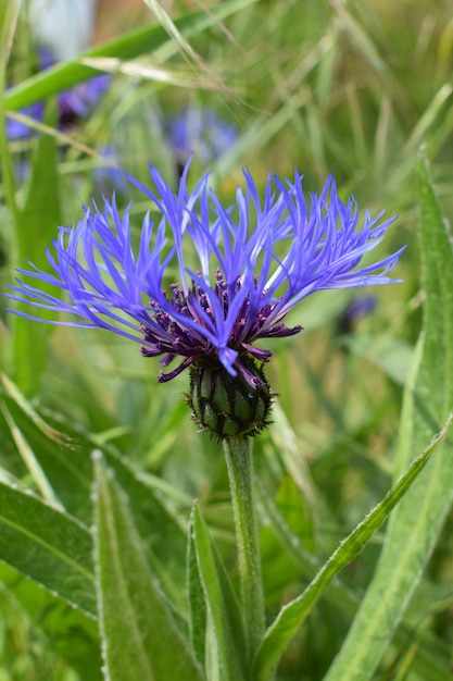 Photo vue rapprochée d'une plante à fleurs violettes sur le champ