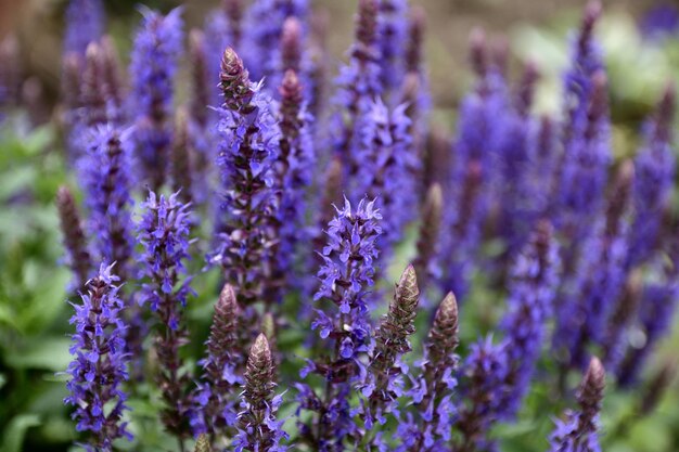 Photo vue rapprochée d'une plante à fleurs violettes dans le champ.