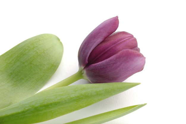 Vue rapprochée d'une plante à fleurs violettes sur un fond blanc