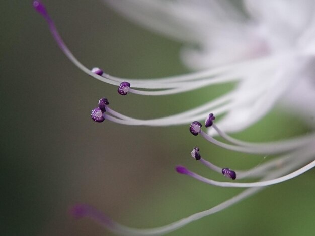 Photo vue rapprochée d'une plante à fleurs violettes humides