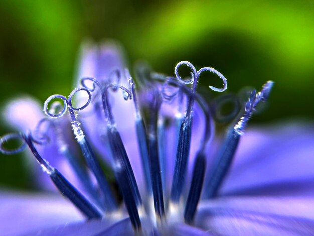 Photo vue rapprochée d'une plante à fleurs violettes humides