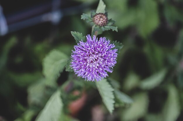 Photo vue rapprochée d'une plante à fleurs violettes