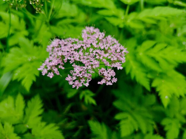 Photo vue rapprochée d'une plante à fleurs violettes