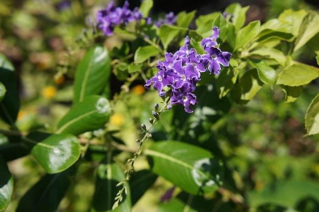 Photo vue rapprochée d'une plante à fleurs violettes