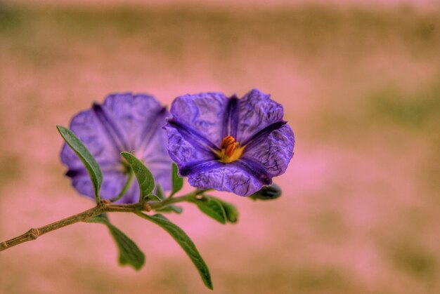 Photo vue rapprochée d'une plante à fleurs violettes