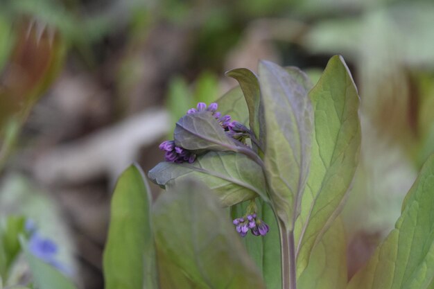 Photo vue rapprochée d'une plante à fleurs violettes