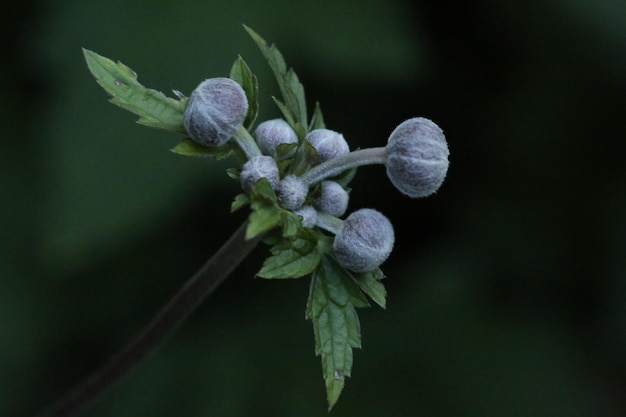 Photo vue rapprochée d'une plante à fleurs violettes