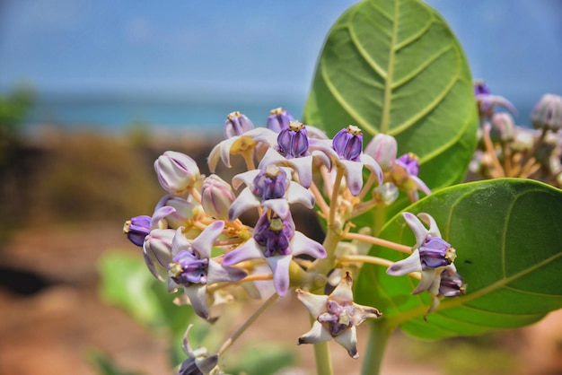 Vue rapprochée d'une plante à fleurs violettes