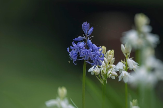 Vue rapprochée d'une plante à fleurs violettes