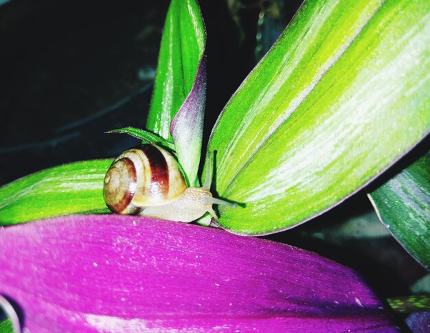 Photo vue rapprochée d'une plante à fleurs violettes