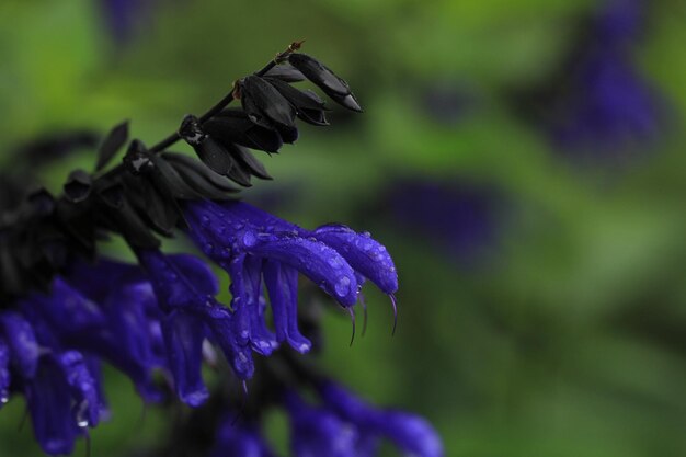 Photo vue rapprochée d'une plante à fleurs violettes