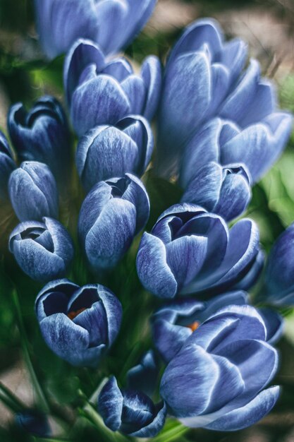 Photo vue rapprochée d'une plante à fleurs violettes