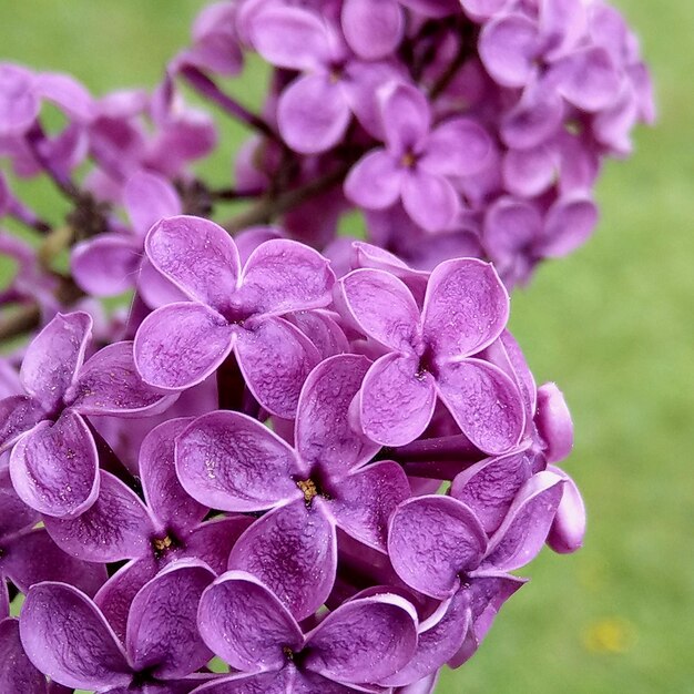 Photo vue rapprochée d'une plante à fleurs violettes