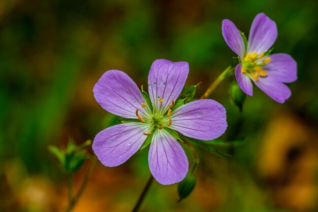 Photo vue rapprochée d'une plante à fleurs violettes