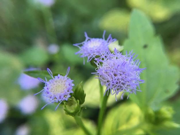 Photo vue rapprochée d'une plante à fleurs violettes