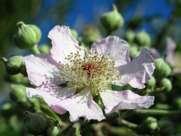 Photo vue rapprochée d'une plante à fleurs violettes