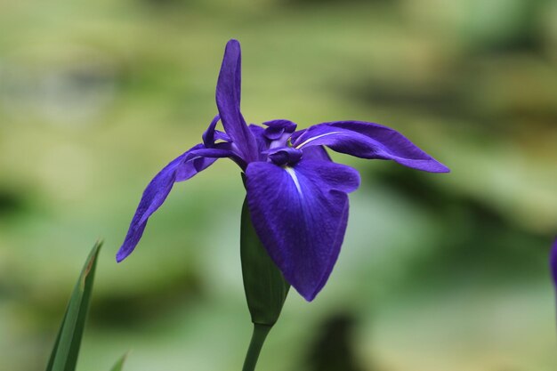 Vue rapprochée d'une plante à fleurs violettes