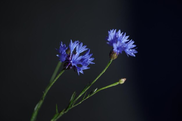 Vue rapprochée d'une plante à fleurs violettes