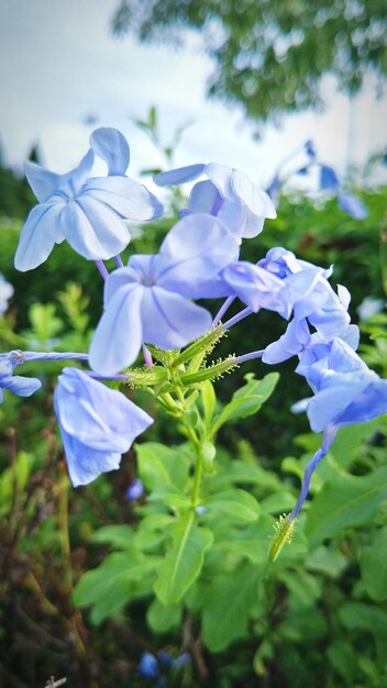 Photo vue rapprochée d'une plante à fleurs violettes