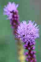 Photo vue rapprochée d'une plante à fleurs violettes