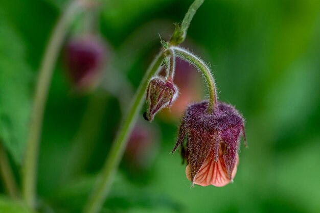 Vue rapprochée d'une plante à fleurs violettes