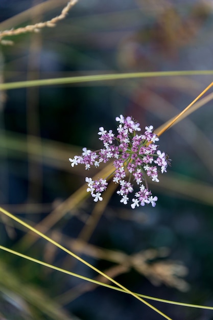 Photo vue rapprochée d'une plante à fleurs violettes