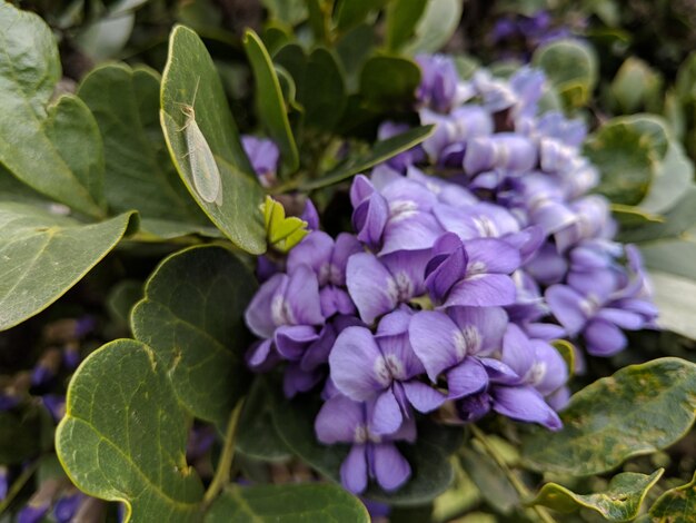 Photo vue rapprochée d'une plante à fleurs violettes