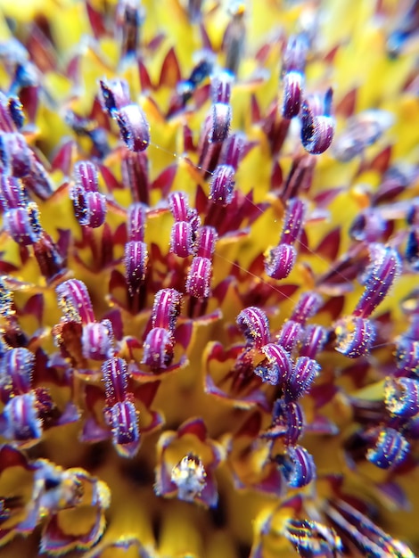 Vue rapprochée d'une plante à fleurs violettes