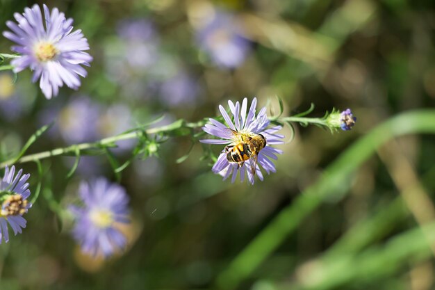 Photo vue rapprochée d'une plante à fleurs violettes