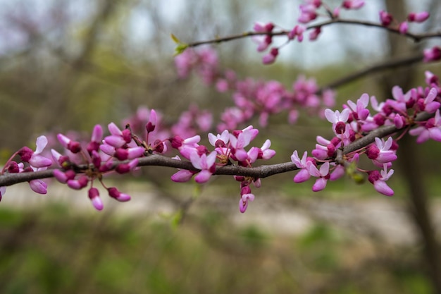 Photo vue rapprochée d'une plante à fleurs violettes