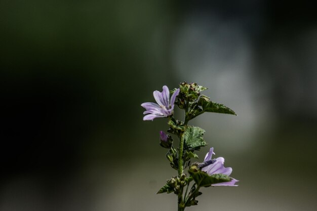 Photo vue rapprochée d'une plante à fleurs violettes