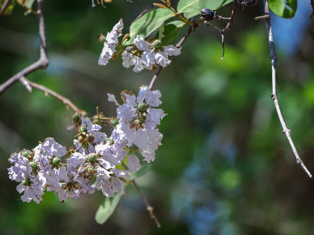 Photo vue rapprochée d'une plante à fleurs violettes