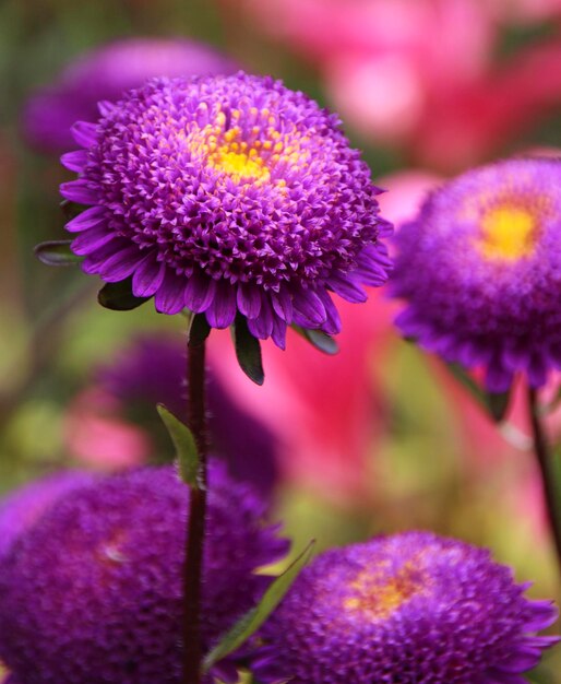 Photo vue rapprochée d'une plante à fleurs violettes