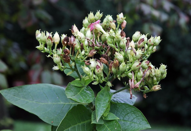 Photo vue rapprochée d'une plante à fleurs