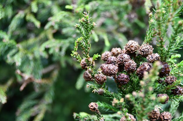 Photo vue rapprochée d'une plante à fleurs